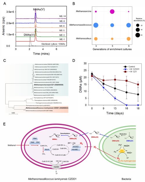 ISME 赵方杰团队 中科院微生物所东秀珠团队合作研究揭示了稻田土壤二甲基砷脱甲基机制